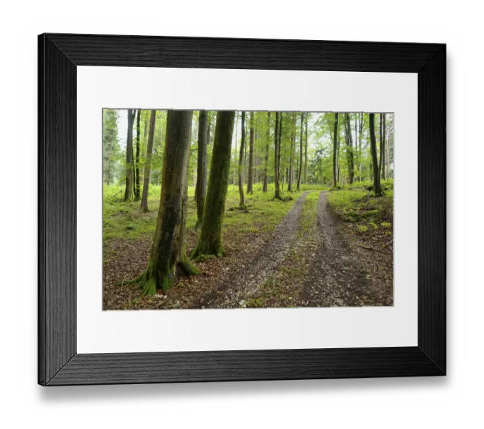 Framed Print : Path through a forest in spring with green trees and a natural