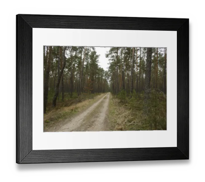 Framed Print : A dirt path cutting through a dense forest filled with tall pine trees Framed Print : A dirt path cutting through a dense forest filled with tall pine trees