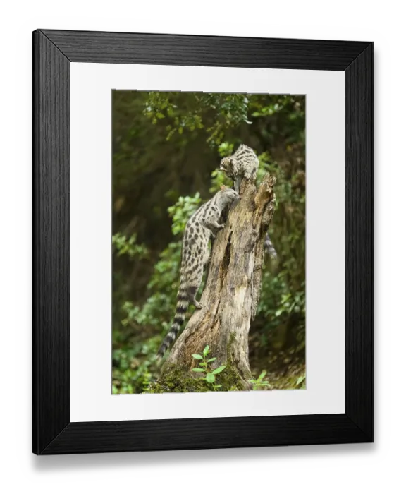 Framed Print : Common genet (Genetta genetta) Framed Print : Common genet (Genetta genetta)