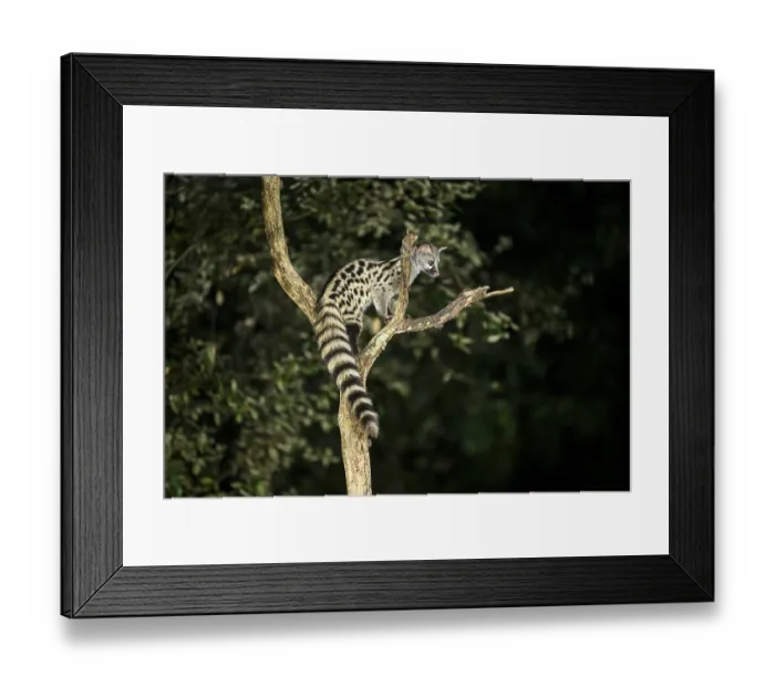 Framed Print : Common genet (Genetta genetta) Framed Print : Common genet (Genetta genetta)