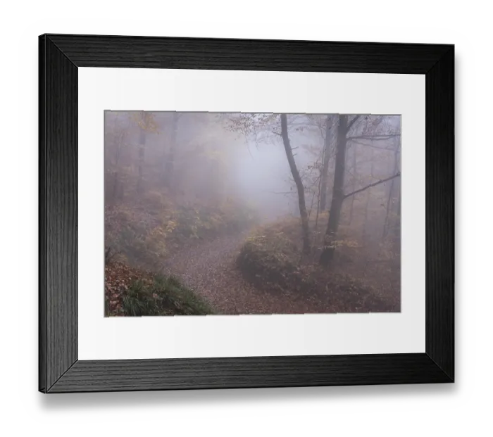 Framed Print : A forest path in a deciduous forest