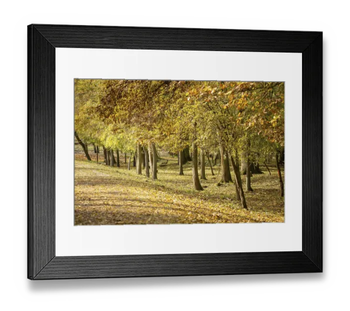 Framed Print : Autumn forest with beautiful leaf colouring