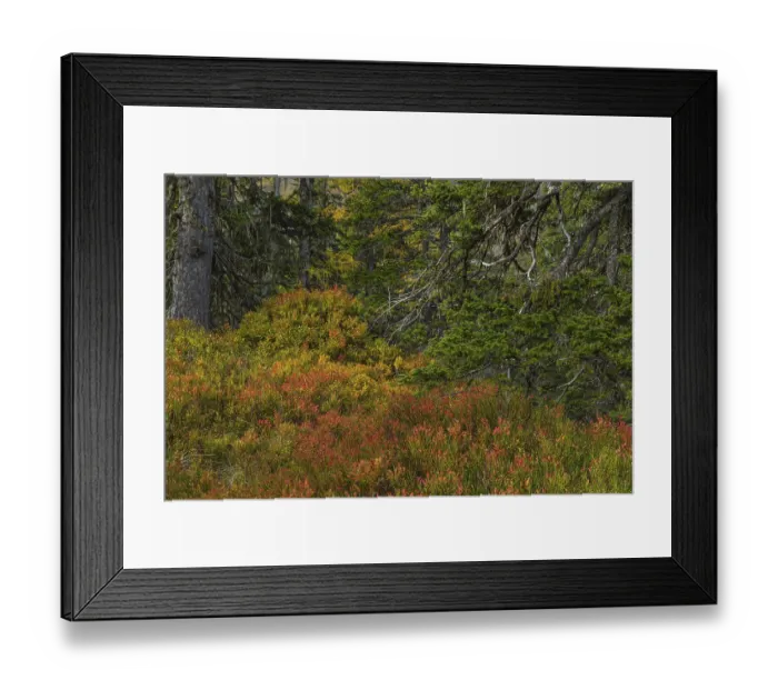 Framed Print : View of an autumnal virgin forest with small ponds