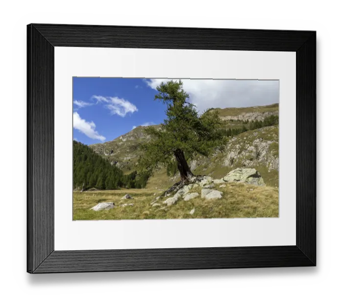Framed Print : Larch (Larix), Sambuco Valley, Vale Sambuco