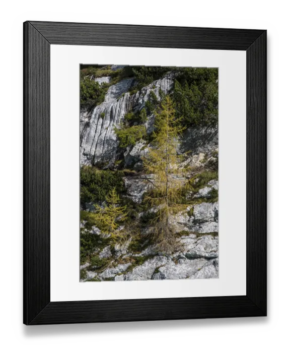 Framed Print : Autumn larches, discolouration Framed Print : Autumn larches, discolouration