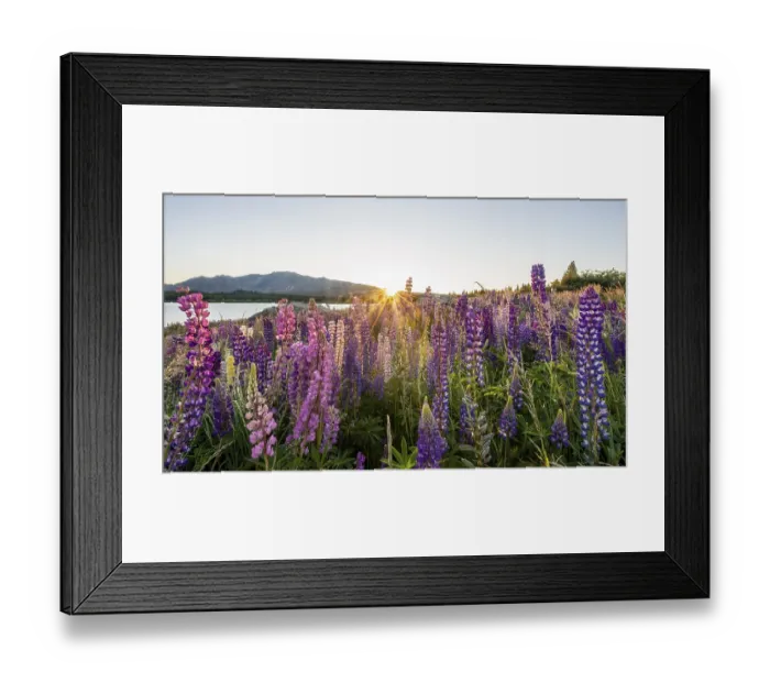 Framed Print : Purple Large-leaved lupins (Lupinus polyphyllus)