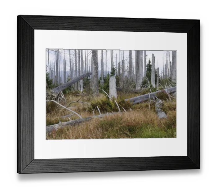 Framed Print : Fallen and upright dead trees in a clear sky Framed Print : Fallen and upright dead trees in a clear sky