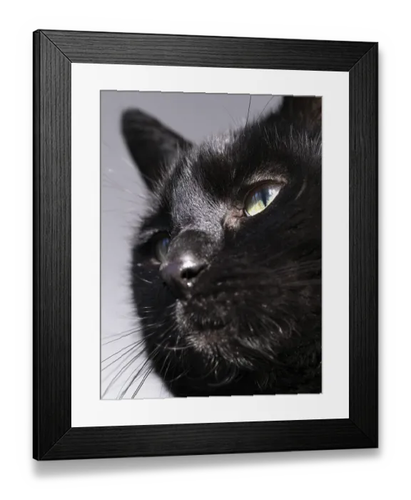 Framed Print : Head of a black felidae (Felis catus) Framed Print : Head of a black felidae (Felis catus)