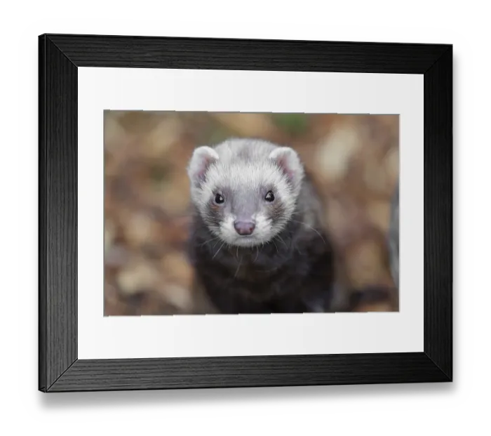 Framed Print : Portrait of a young ferret (Mustela putorius furo)