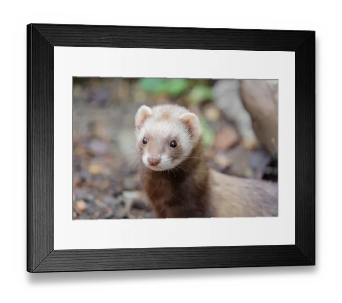 Framed Print : Portrait of a young ferret (Mustela putorius furo)