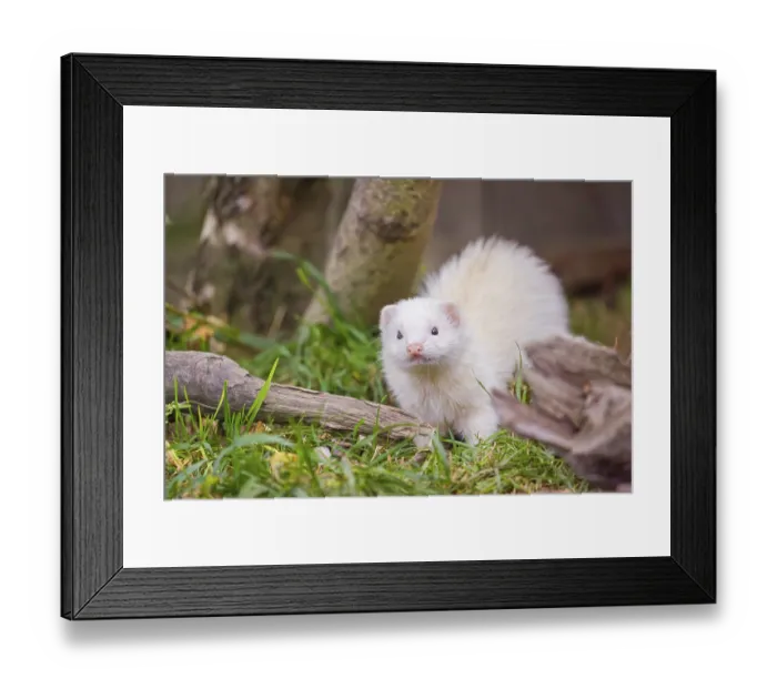 Framed Print : A female ferret (Mustela putorius furo) stands in grass between dead roots of trees