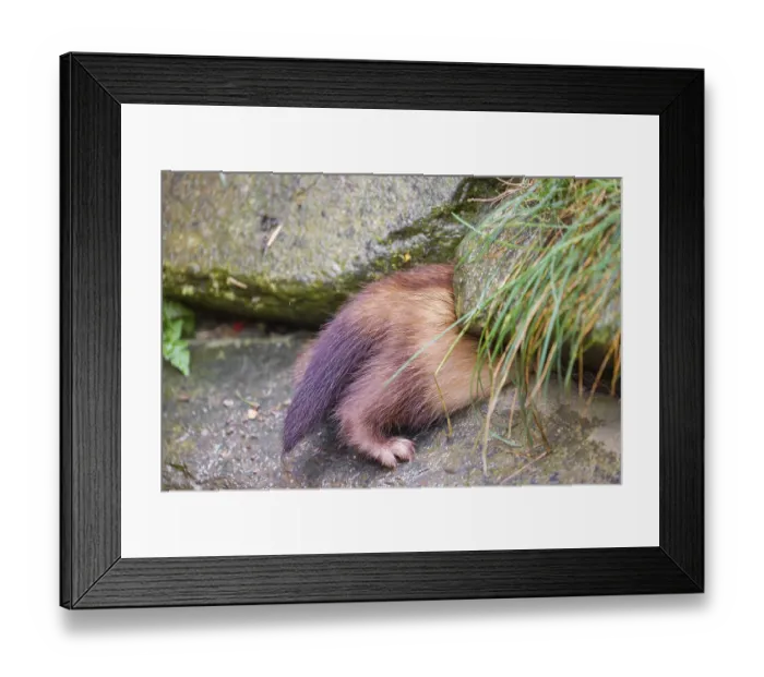 Framed Print : A male ferret (Mustela putorius furo) enters a crevice