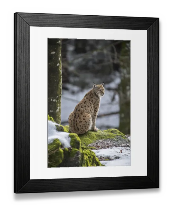 Framed Print : Eurasian lynx (Lynx lynx) sitting on rock in the snow in winter
