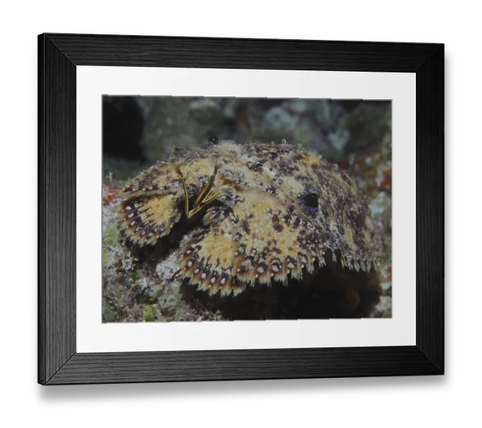 Framed Print : Portrait of American bear crab (Scyllarus americanus)