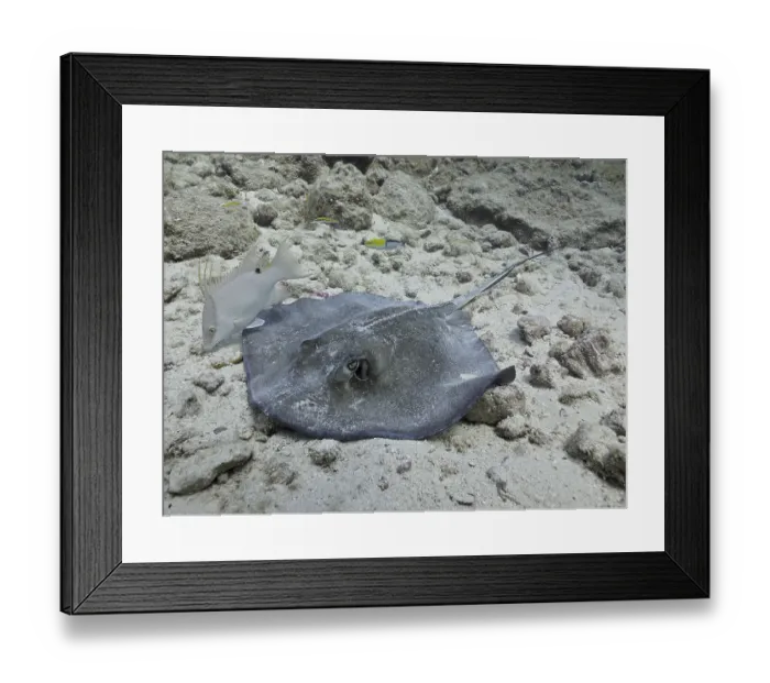 Framed Print : Southern Stingray (Hypanus americanus) on sandy seabed