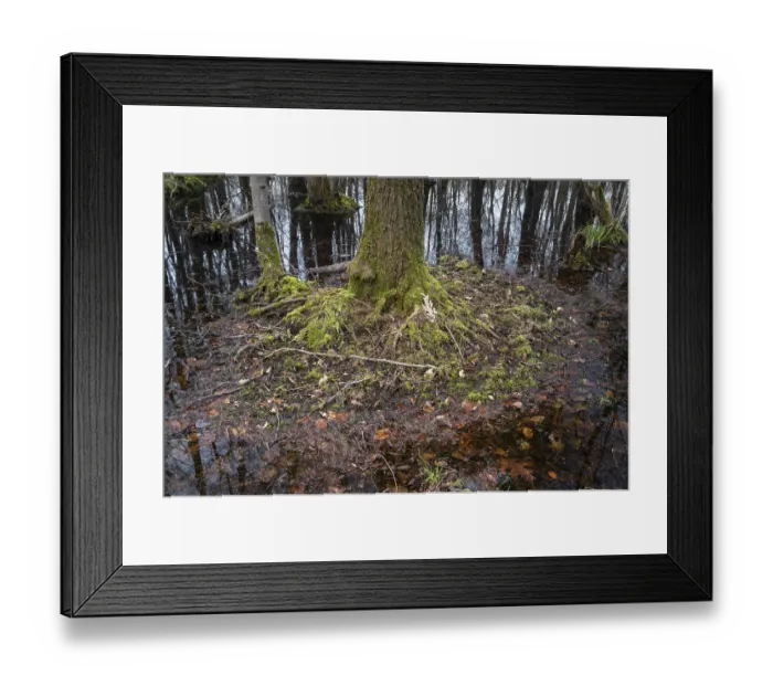Framed Print : Alder swamp forest in early spring Framed Print : Alder swamp forest in early spring