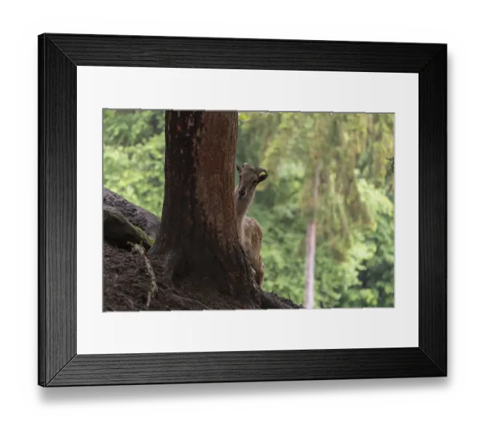 Framed Print : A female Himalayan tahr (Hemitragus jemlahicus) stands hidden behind a tree at a forest edge