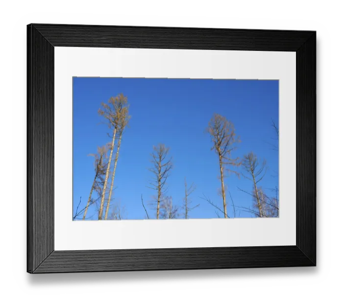 Framed Print : Bare spruce trees in front of a blue sky Framed Print : Bare spruce trees in front of a blue sky