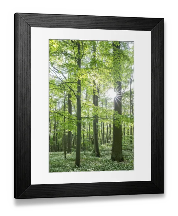 Framed Print : Near-natural forest with flowering ramson (Allium ursinum)