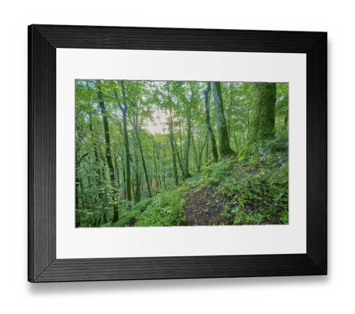 Framed Print : Dense forest with moss-covered trees