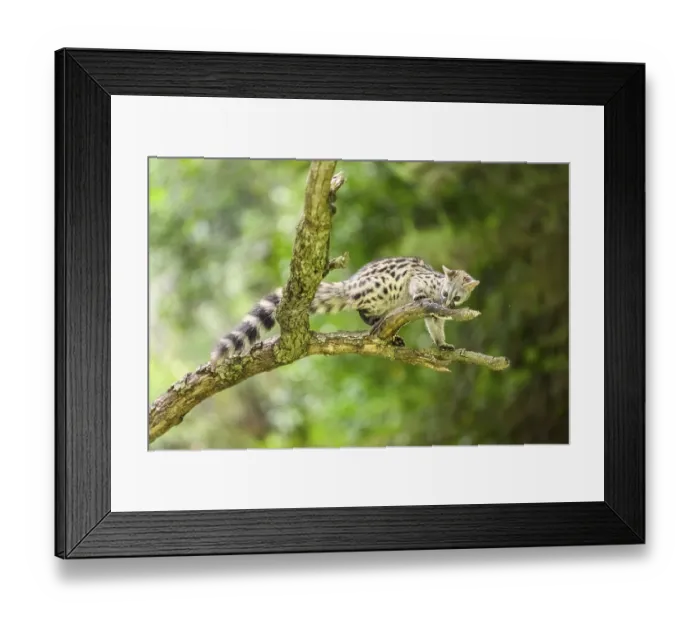 Framed Print : Common genet (Genetta genetta)