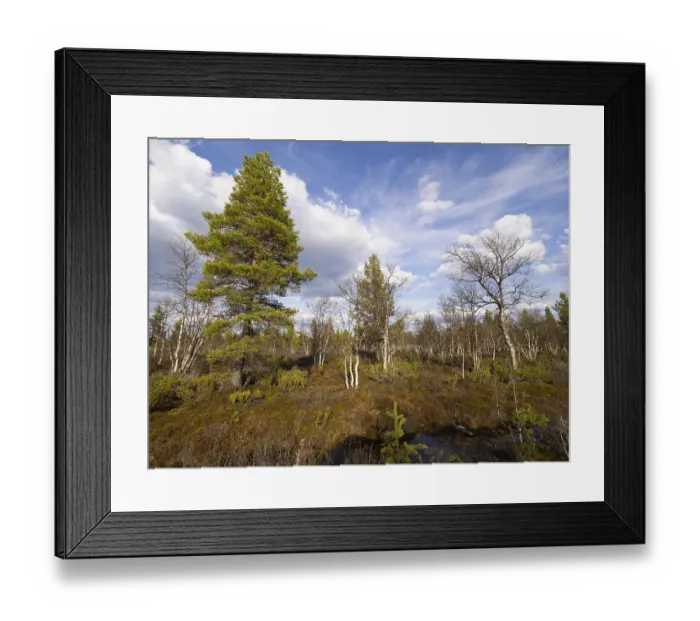 Framed Print : Heath and mixed Hairy Birch (Betula pubescens) and Pine trees (Pinus sylvestris)