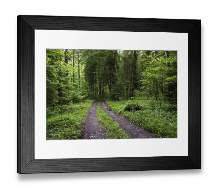 Framed Print : Forest path through a deciduous forest