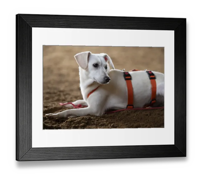 Framed Print : Domestic dog (Canis lupus familiaris) Framed Print : Domestic dog (Canis lupus familiaris)