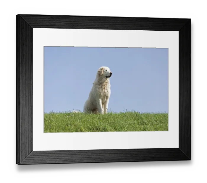 Framed Print : Herd guard dog, shepherd dog, Elbe dyke near Bleckede