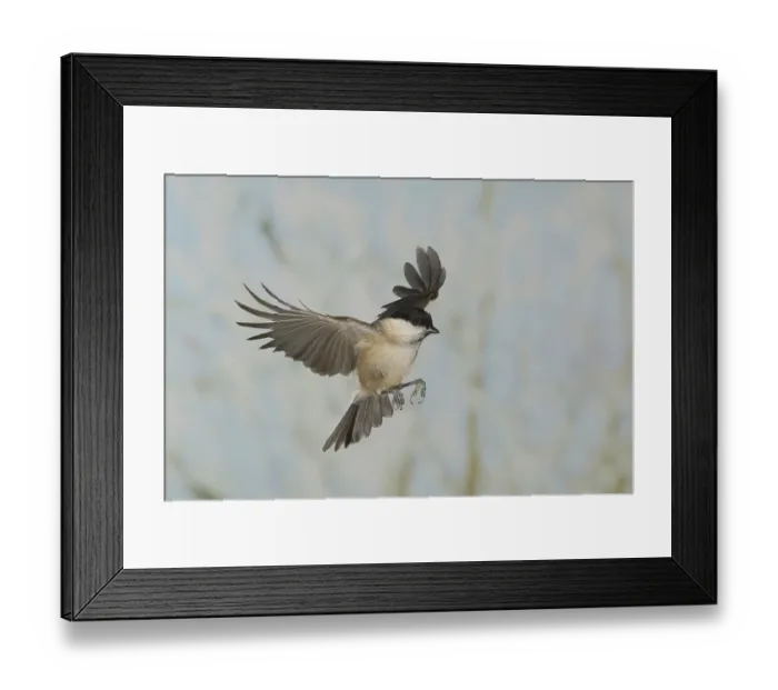 Framed Print : Marsh tit (Parus palustris), in flight