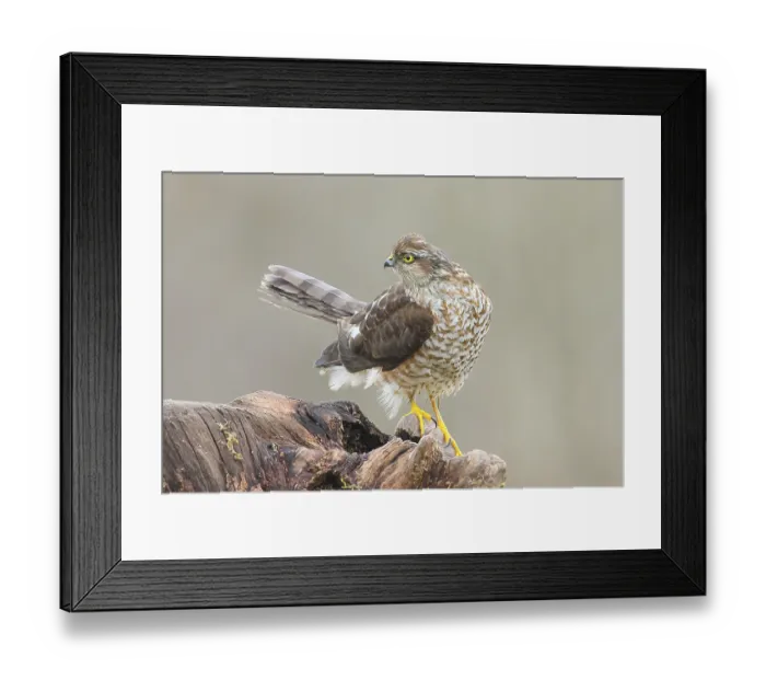 Framed Print : Sparrowhawk (Accipiter nisus) male Framed Print : Sparrowhawk (Accipiter nisus) male