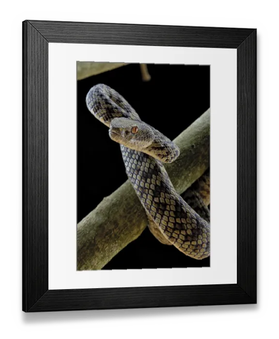Framed Print : Hon Son Pit Viper (Trimeresurus honsonensis)