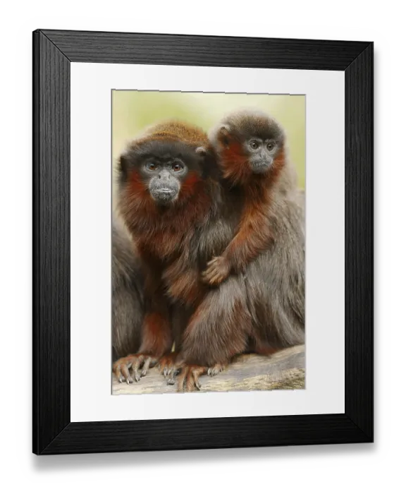 Framed Print : Coppery titi or red titi (Plecturocebus cupreus)