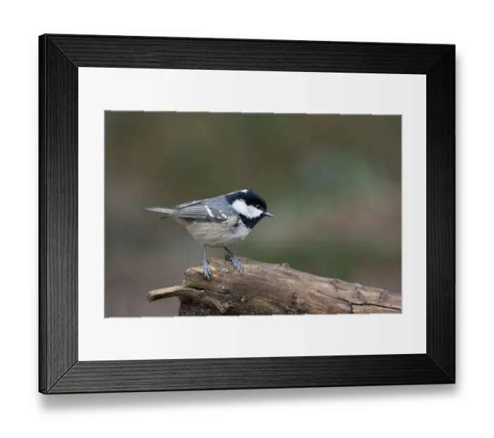 Framed Print : Coal tit (Parus ater), adult bird Framed Print : Coal tit (Parus ater), adult bird