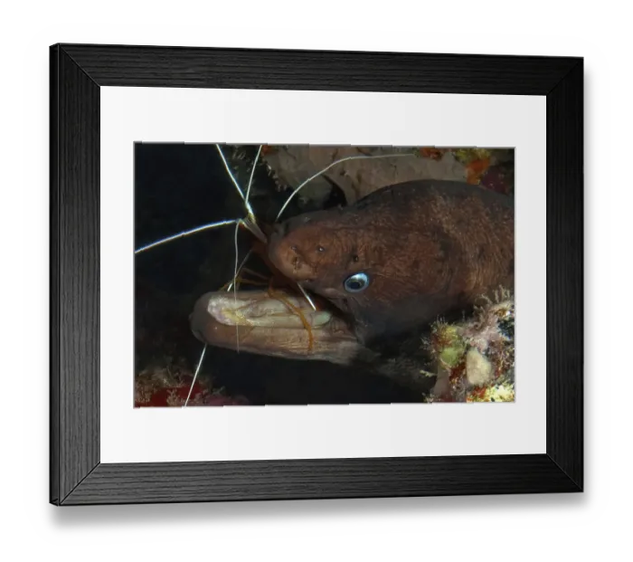 Framed Print : Close-up of Brown moray eel (Gymnothorax unicolor) feeding on pacific cleaner shrimp (Lysmata grabhami)