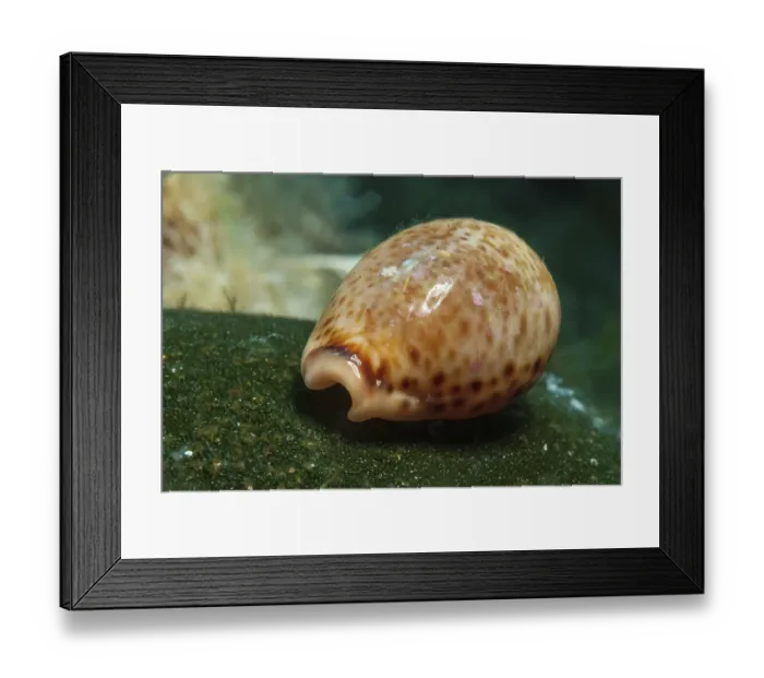 Framed Print : Spotted cowrie (Trivia monacha) Cowry snail crawling over seaweed small algae carpet