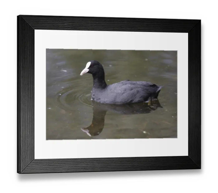 Framed Print : Eurasian Coot (Fulica atra) in the Moenchbruch