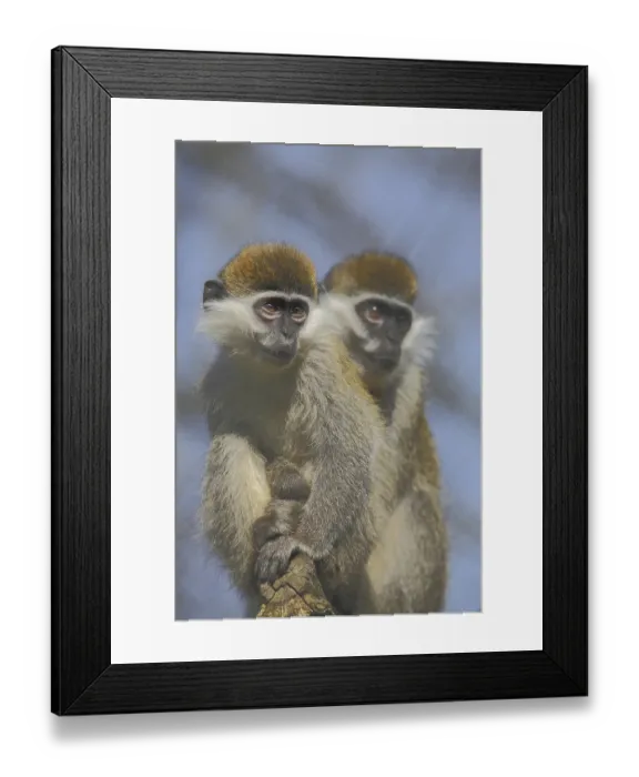 Framed Print : Vervet monkey (Cercopithecus aethiops) Framed Print : Vervet monkey (Cercopithecus aethiops)