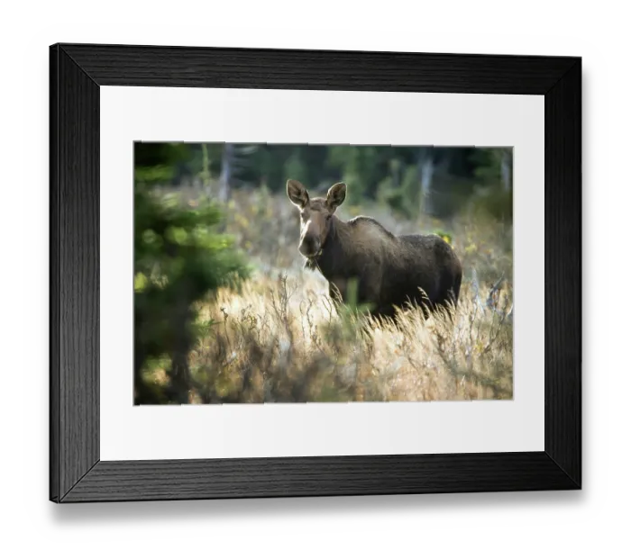Framed Print : ibxphe13084889.jpg