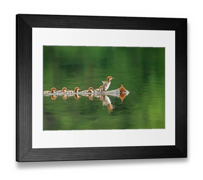 Framed Print : ibxphe10409969.jpg