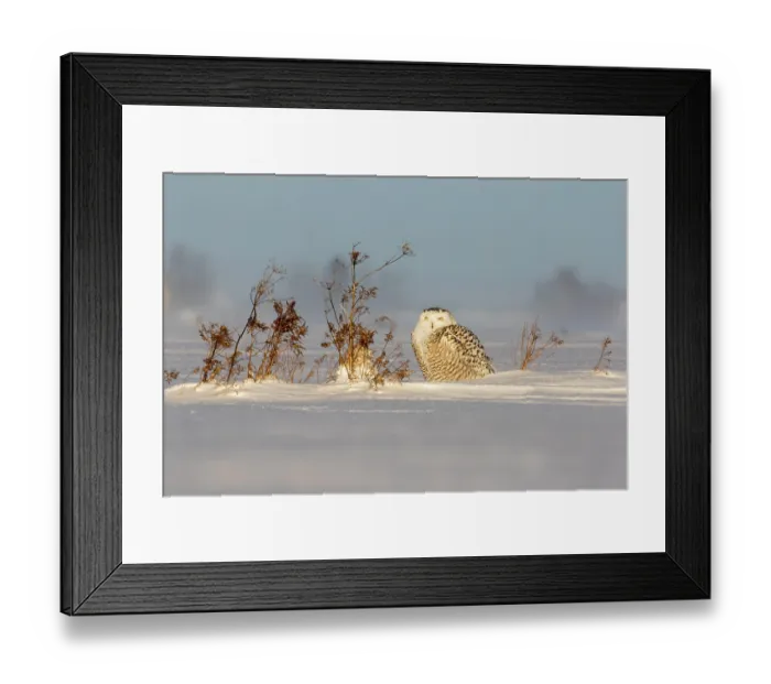 Framed Print : ibxphe10409891.jpg