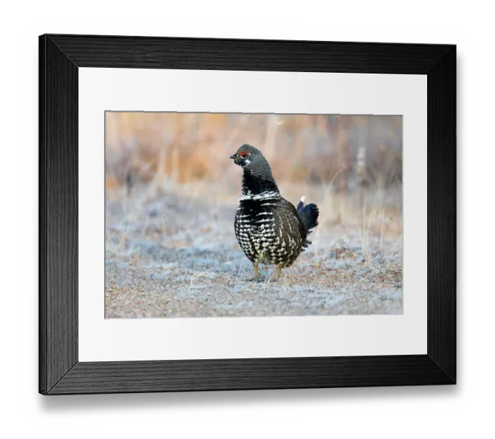 Framed Print : ibxphe10409922.jpg