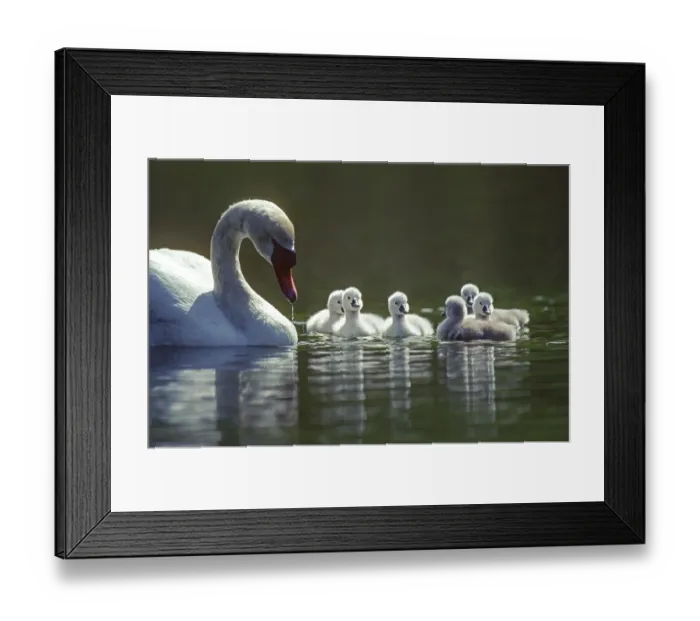 Framed Print : ibxphe13083846.jpg Framed Print : ibxphe13083846.jpg