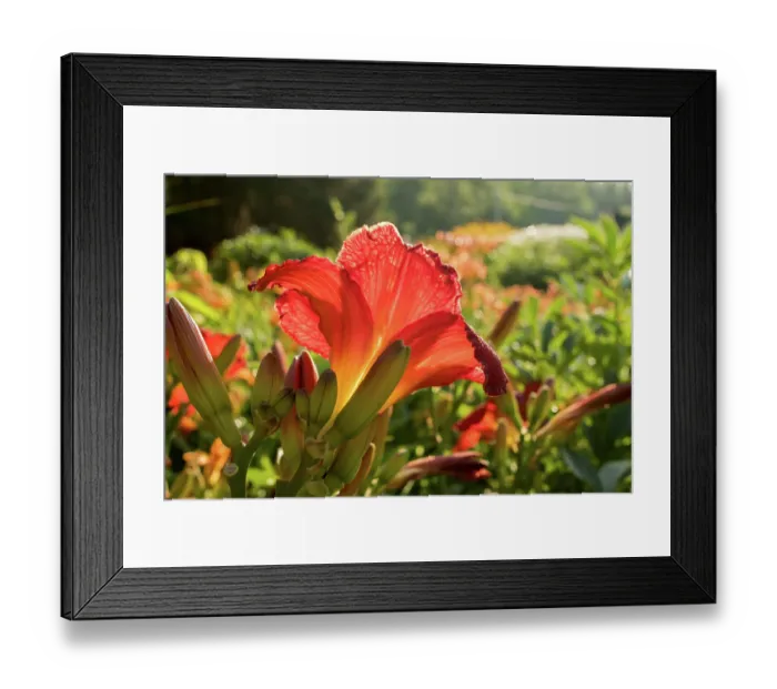 Framed Print : ibxphe06678538.jpg