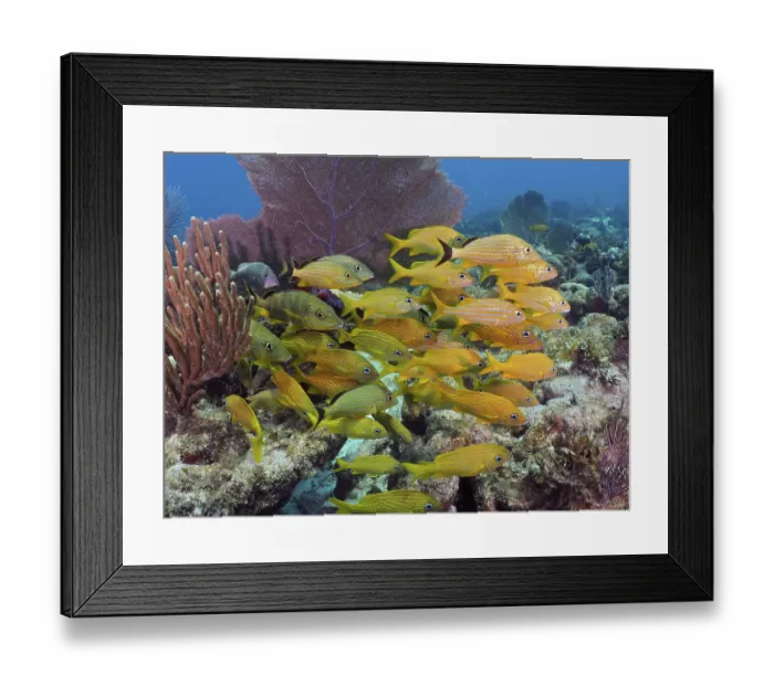 Framed Print : School of bright yellow fish, French grunts (Haemulon flavolineatum)