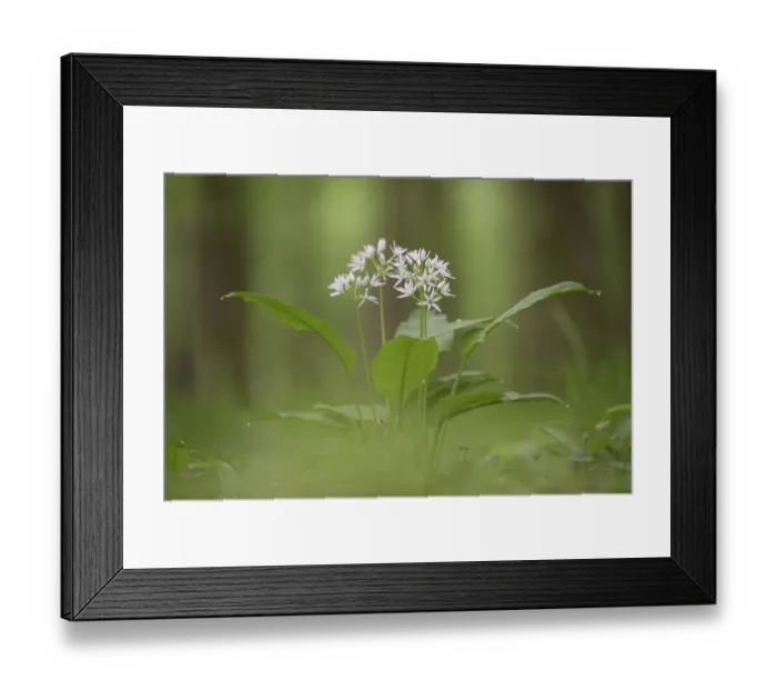 Framed Print : Ramson (Allium ursinum), single plant