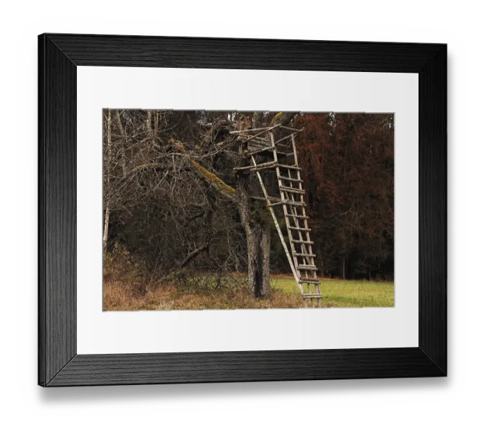 Framed Print : Raised hide, stand, in an old fruit tree Framed Print : Raised hide, stand, in an old fruit tree