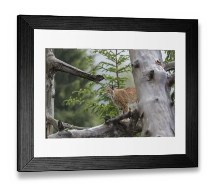 Framed Print : One Eurasian lynx, (Lynx lynx)