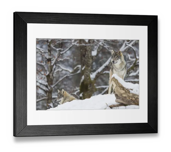 Framed Print : Two grey wolves (Canis lupus lupus) stand on a snow-covered hill behind a fallen tree on a cold Framed Print : Two grey wolves (Canis lupus lupus) stand on a snow-covered hill behind a fallen tree on a cold