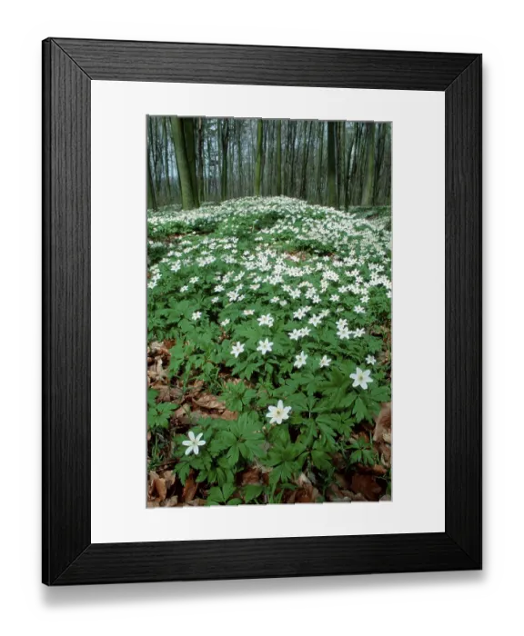 Framed Print : Wood Anemones (Anemone nemorosa) in deciduous forest Framed Print : Wood Anemones (Anemone nemorosa) in deciduous forest